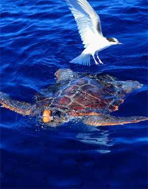 Oceanic loggerhead and common tern. Photo: Sonia Mendes