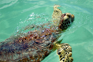Juvenile green turtle. Photo: Olga Stokes