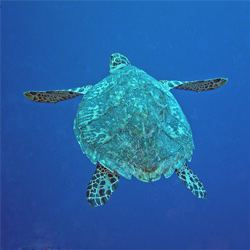 Hawksbill. Photo: Sandy Voegeli