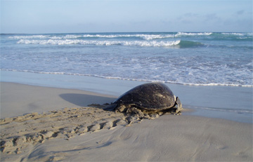 Galapagos green turtle returning to sea. Photo: Patty Zarate